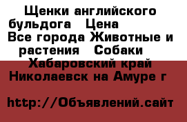 Щенки английского бульдога › Цена ­ 40 000 - Все города Животные и растения » Собаки   . Хабаровский край,Николаевск-на-Амуре г.
